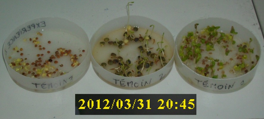 31-03-2012_02temoin1-2-3_dessus02