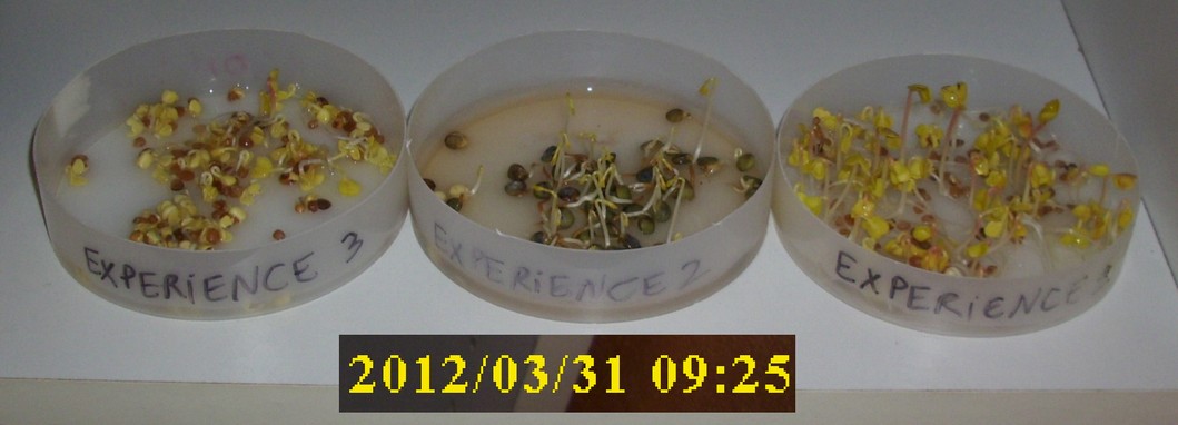 31-03-2012_experience1-2-3_dessus