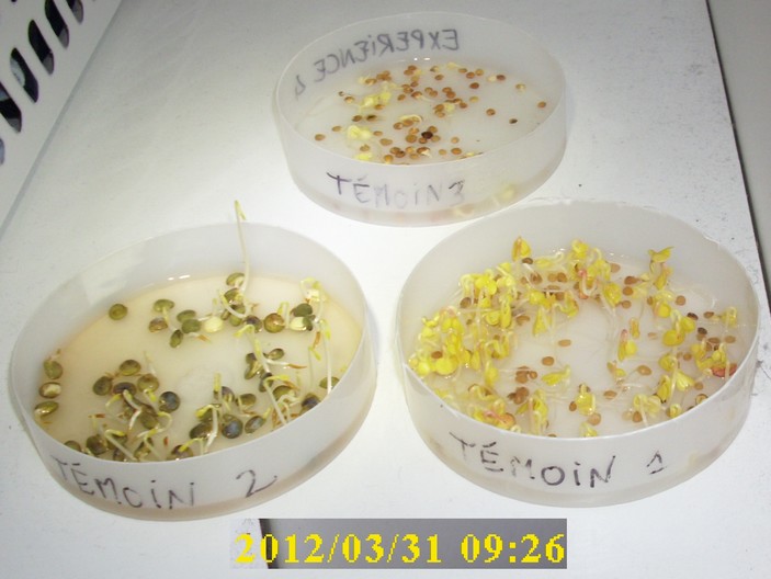 31-03-2012_temoin1-2-3_dessus