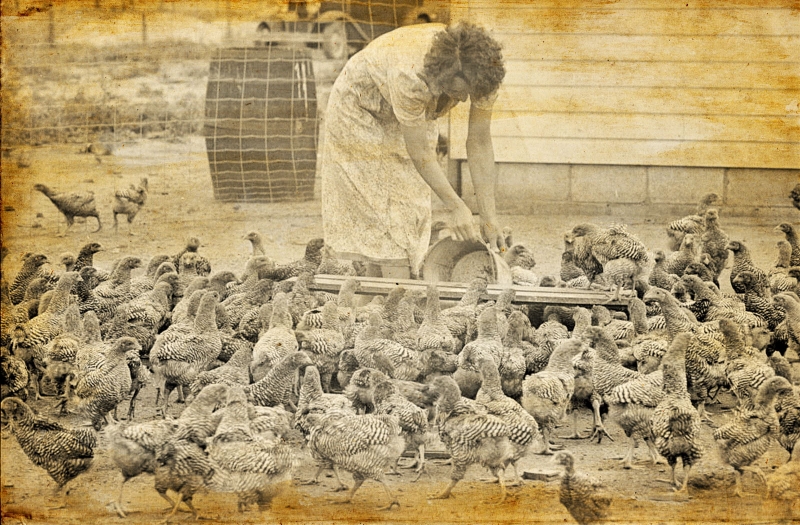 woman feeding chickens 2