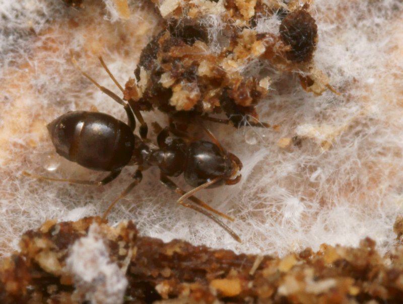 xDSC11156R1-b139-080r485.3 - .. .. (fourmis) [Formicidae - HymÃ©noptÃ¨res] - ouvriÃ¨re (3,5 mm) cohabitant avec des larves de Cixidia .. [Achilidae - HomoptÃ¨res] - site VL2