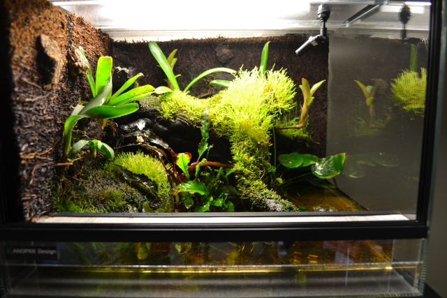 Petit  aquaterrarium - Page 2 120412081134943639709863