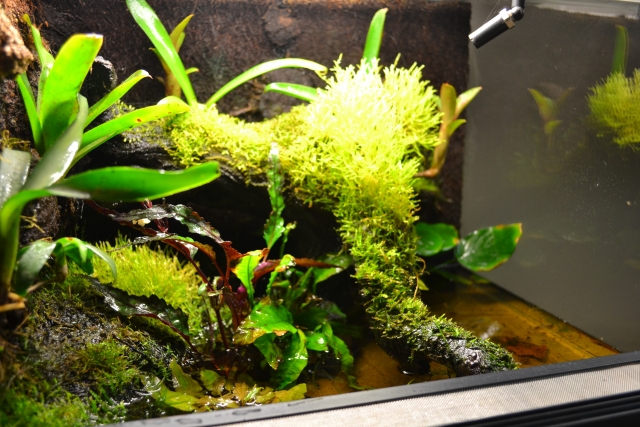 Petit  aquaterrarium - Page 2 120412081200943639709865