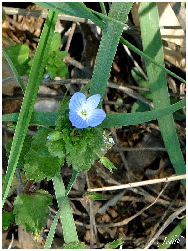 Fleur bleue Ã  ID