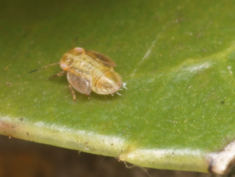DSC11381R1-b133-080r49.3 - .. .. [.. - Homopt&Atilde;&uml;res - Insectes] - larve (1,4 mm) sur Nerprun alaterne [ER 447]