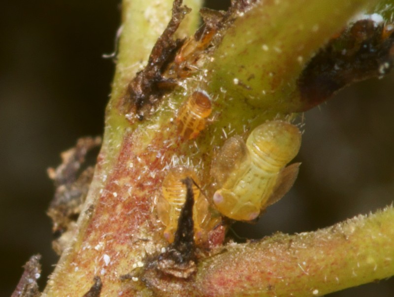 DSC11379R1-b137-080r49.3 - .. .. [.. - Homopt&Atilde;&uml;res - Insectes] - larves (0,9-1,6 mm) sur Nerprun alaterne [ER 447]