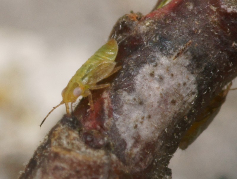 DSC11374R1-b122-080r49.3 - .. .. [.. - Homopt&Atilde;&uml;res - Insectes] - larve (1,4 mm) sur Nerprun alaterne [ER 447]