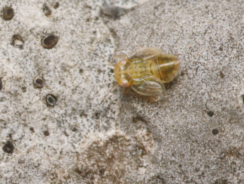 DSC11371R1-b147-080r48.3 - .. .. [.. - Homopt&Atilde;&uml;res - Insectes] - larve (1,4 x 1,1 mm) au sol [ER 447]