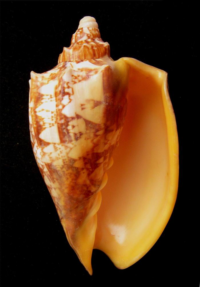 Cymbiola rossiniana - (Bernardi, 1859) 1204180626551458779736626