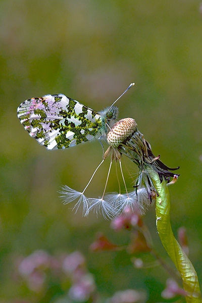 aurore male 120418102217984889734482