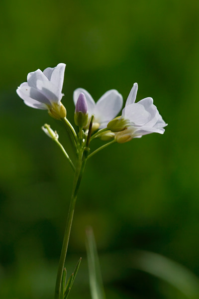 cardamine 120418102218984889734483