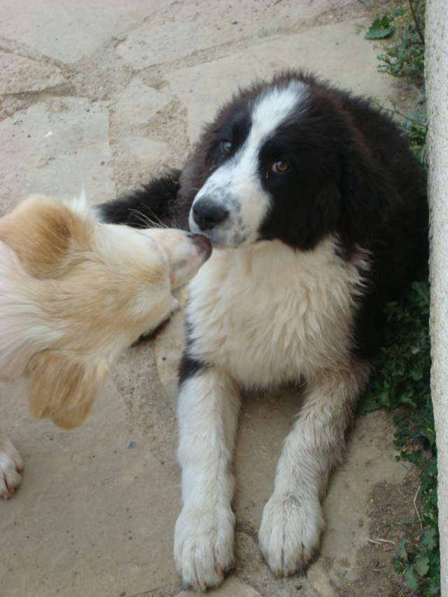 A classer-Adopté-Hondo x landseer/border né le 14/01/12 e FA dans le 34 120421081352797259749145