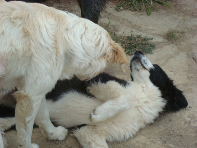 A classer-Adopté-Hondo x landseer/border né le 14/01/12 e FA dans le 34 120423073812797259758259