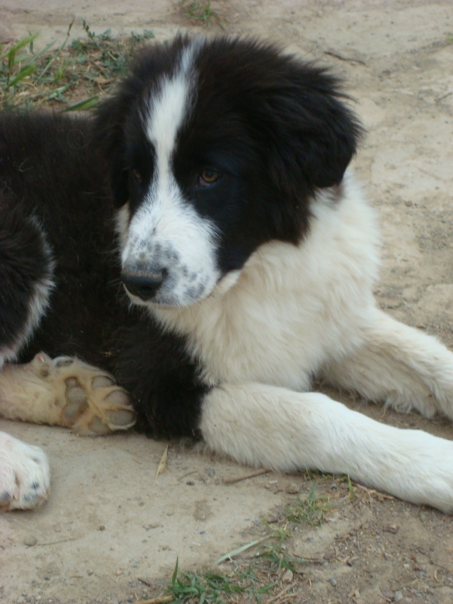 A classer-Adopté-Hondo x landseer/border né le 14/01/12 e FA dans le 34 120423073849797259758261