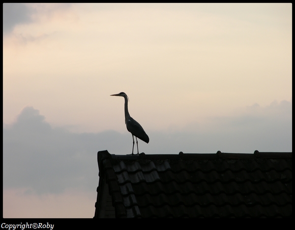 heron--image Roby