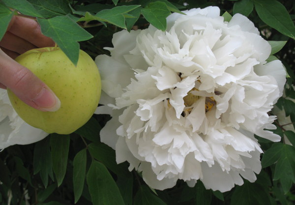 Paeonia, ou pivoines! - Page 18 120430055400782989787287