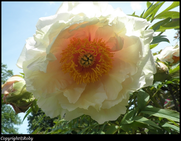 images-roby-Paeonia