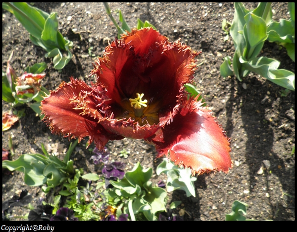 images-roby-Tulipe(1)