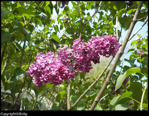 images-roby-Lilas(2)