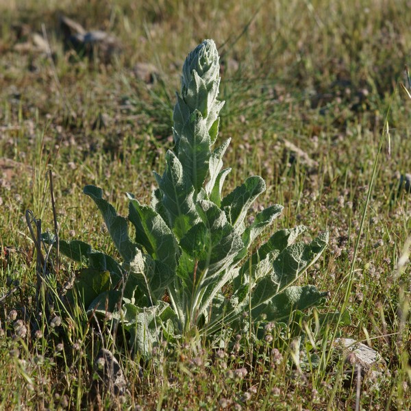 DSC11807R1-c301-060r48.1 - Verbascum .. (la Molène ..) [Scrophulariaceae - Scrophulariales - Plantes] - plante (H = D = 35 cm) - garrigue