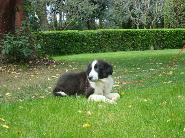 A classer-Adopté-Hondo x landseer/border né le 14/01/12 e FA dans le 34 120506015435797259813557