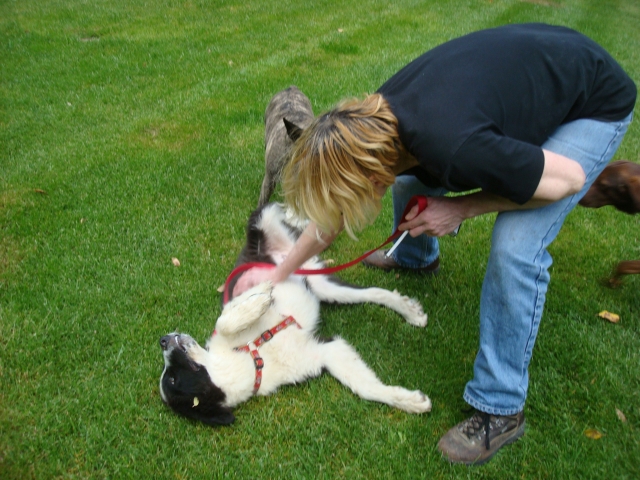 A classer-Adopté-Hondo x landseer/border né le 14/01/12 e FA dans le 34 120506015626797259813572