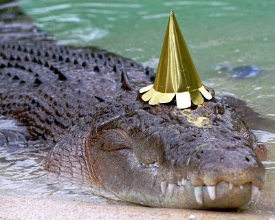 Photo Crocodile Anniversaire Australie De L Album Planeur Betises