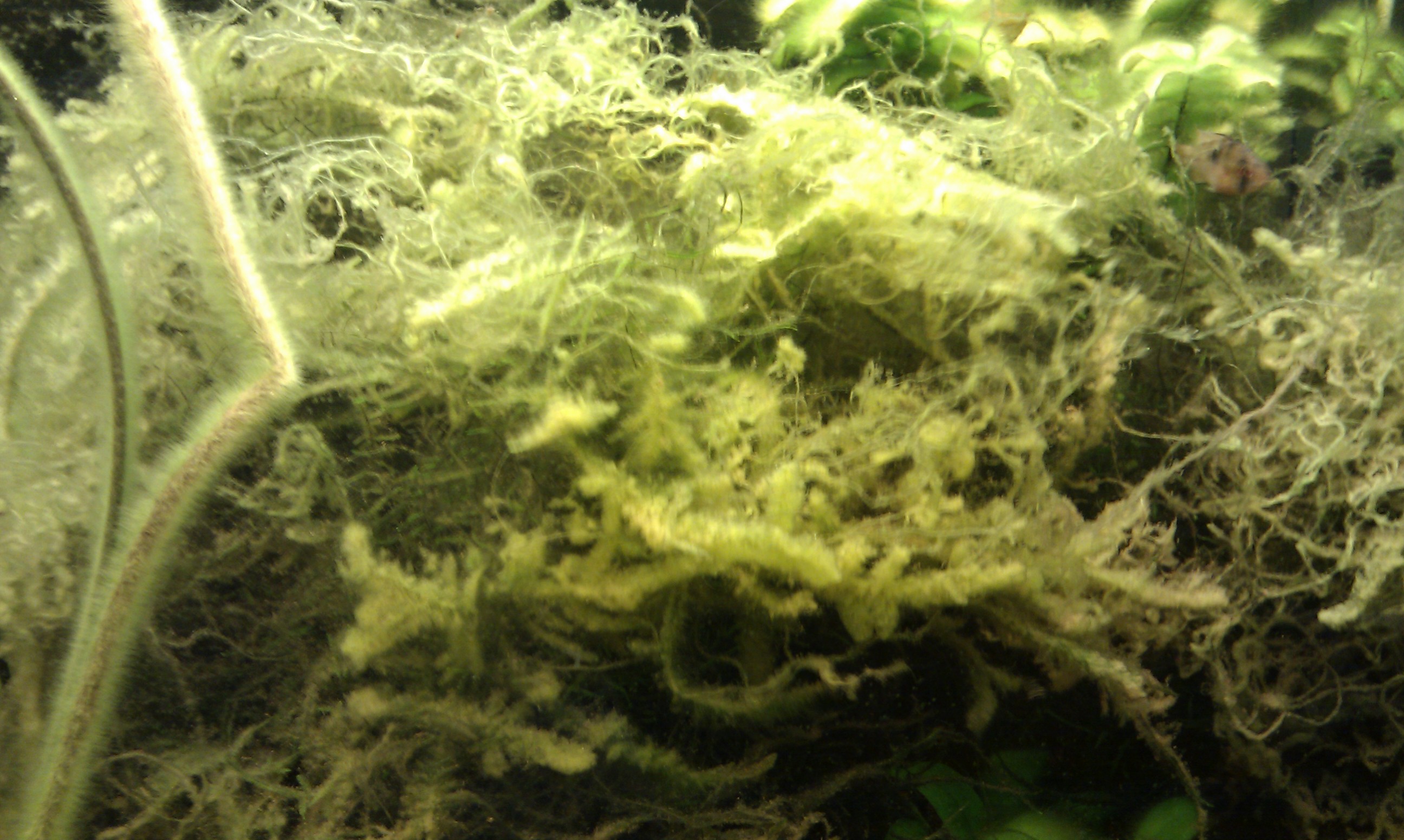 algues mousse java