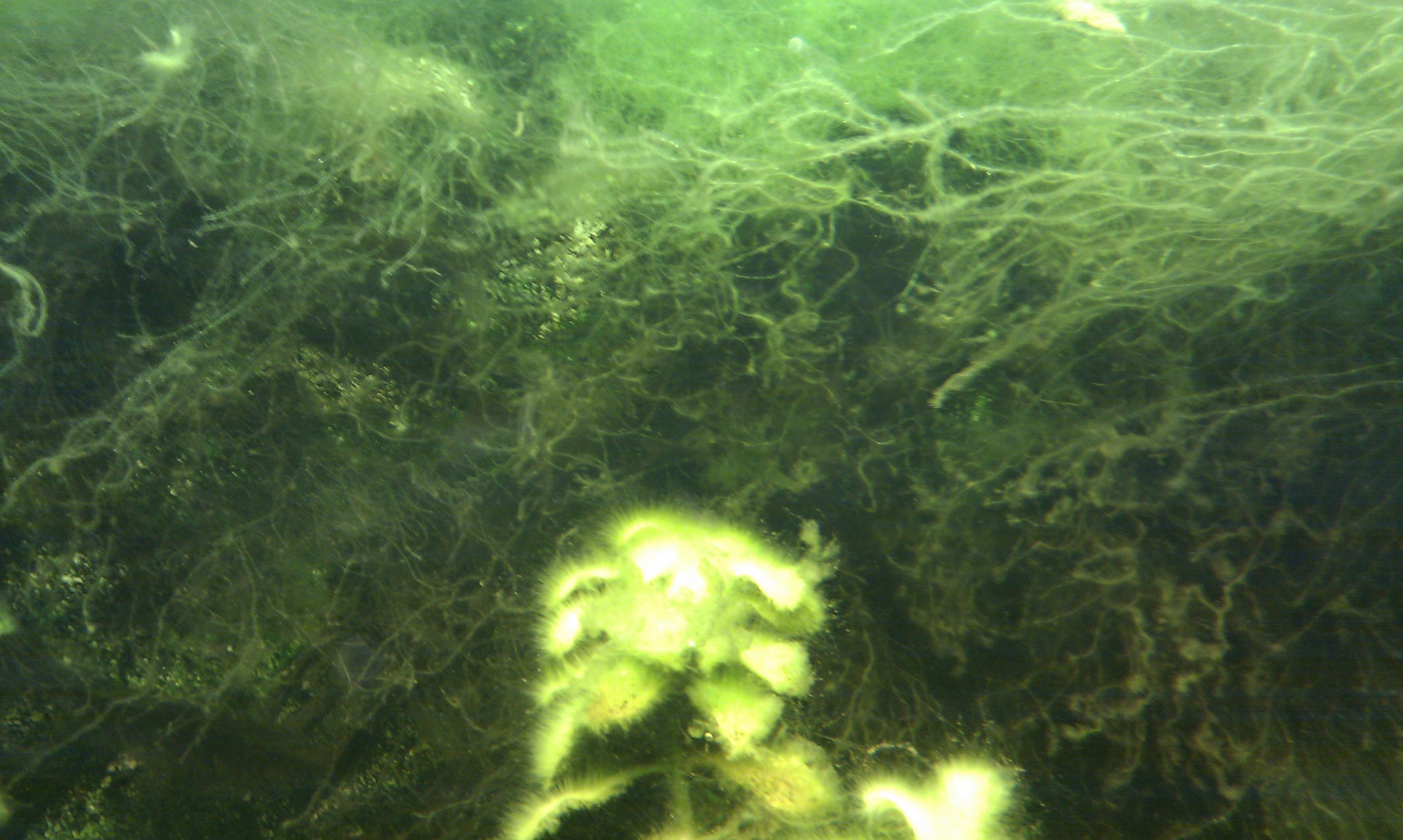 algues paroi bac 