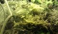 Diverses algues vertes décor et sol Mini_1205200749381500649878357
