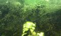 Diverses algues vertes décor et sol Mini_1205200802401500649878494