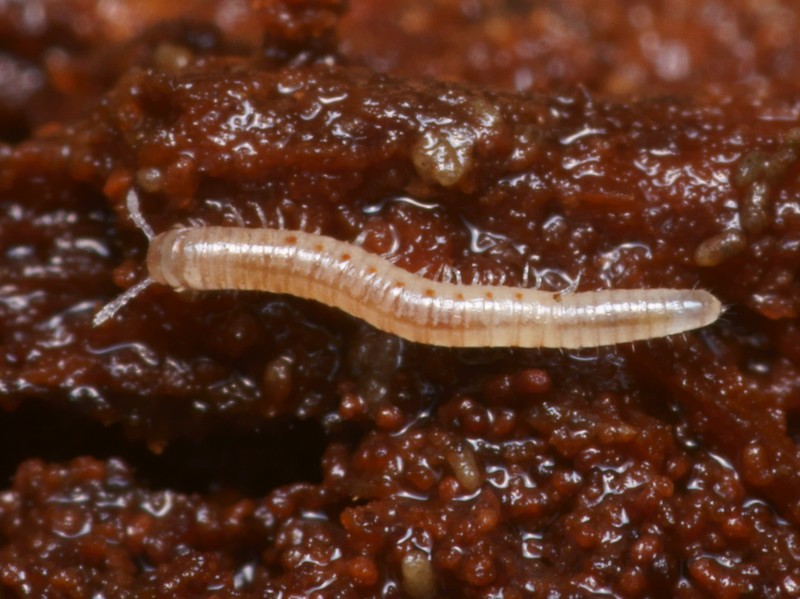 DSC12645R1-b166-080r49.3 - .. .. [Blaniulidae - Julides - Diplopodes] - larve (4,5 x 0,5 mm) - ER 442