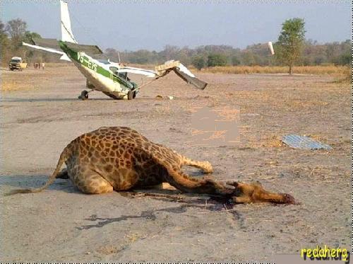 Accident-bizarre-entre-un-avion-et-une-girafe_760728-L