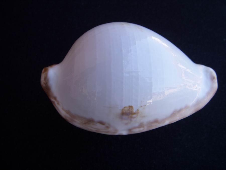 Ovula ovum (Linnaeus, 1758) 1205281102101458779910365