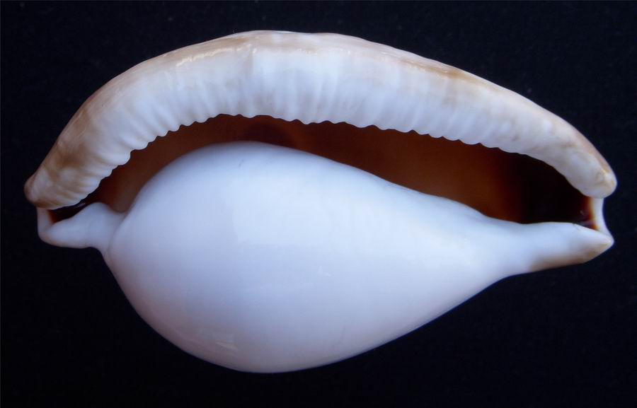Ovula ovum (Linnaeus, 1758) 1205281102131458779910367