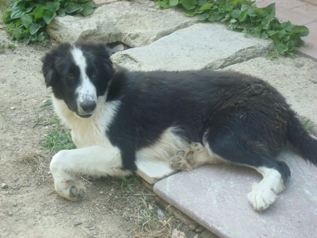 A classer-Adopté-Hondo x landseer/border né le 14/01/12 e FA dans le 34 120602090053797259934296