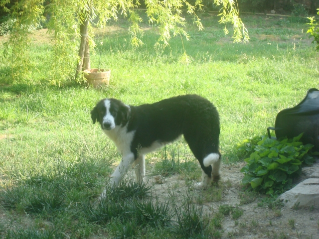 A classer-Adopté-Hondo x landseer/border né le 14/01/12 e FA dans le 34 120602090219797259934305