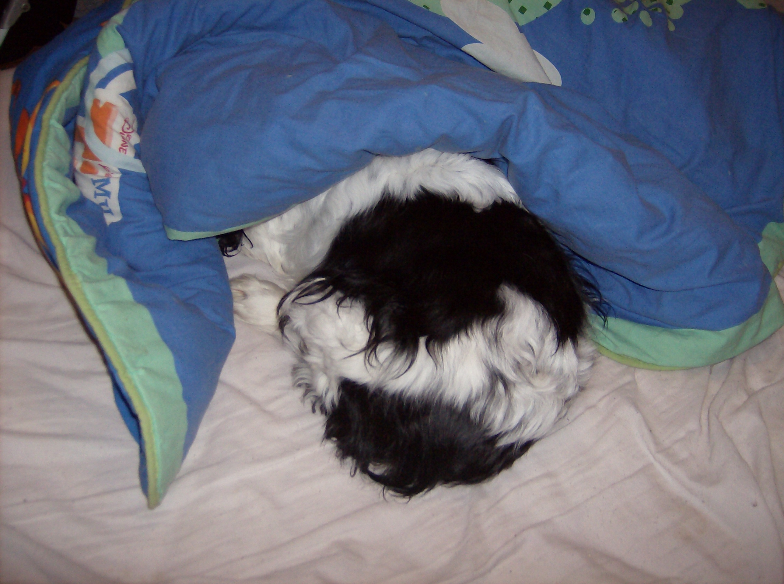 Theo janvier 2012 009