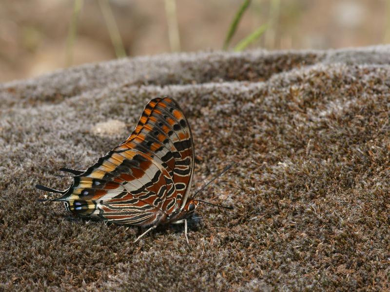 Photo DSC13302R1b311080r475.3 Charaxes jasius (le Jason, le Pacha à 2 queues) [Nymphalidae Photo DSC13302R1b311080r475.3 Charaxes jasius (le Jason, le Pacha à 2 queues) [Nymphalidae