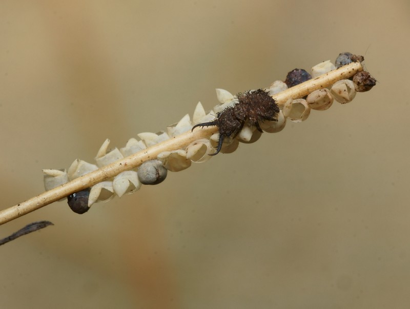 DSC14012R1-b412-080r49.3 - Libelloides coccajus (l'Ascalaphe soufré) [Ascalaphidae - Névroptères - Insectes] - larve jeune (N +4 j ; Tc 3,1 x 1,7 mm) et oeufs éclos - ER 481