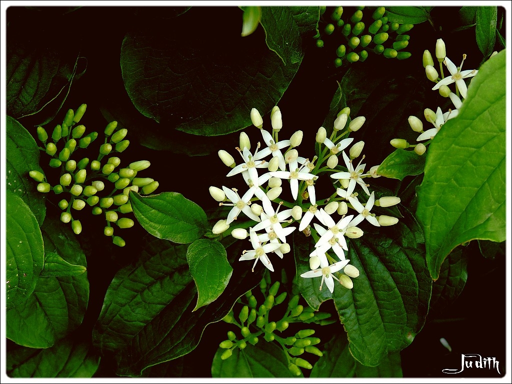 Fleurs blanches 4 pÃ©tales Ã  ID
