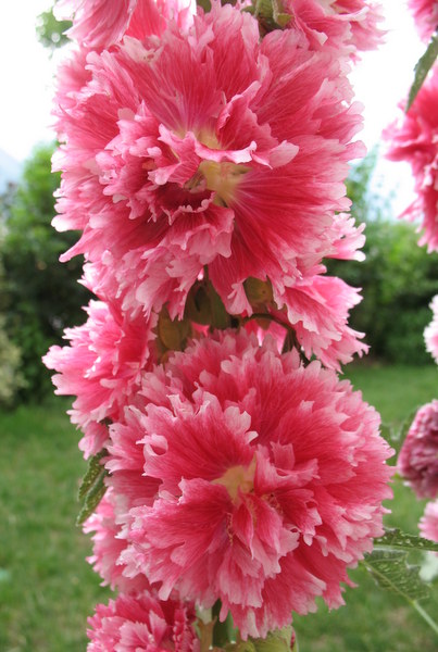 Althaea rosea, Alcea rosea, Rose trémière 2011, c'est parti!! ça continue en 2012! - Page 8 1207021049557829810053643