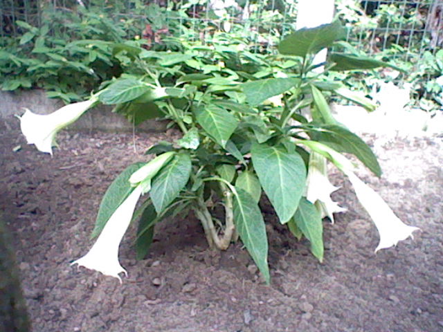 datura - Page 2 1207050925252134010066763