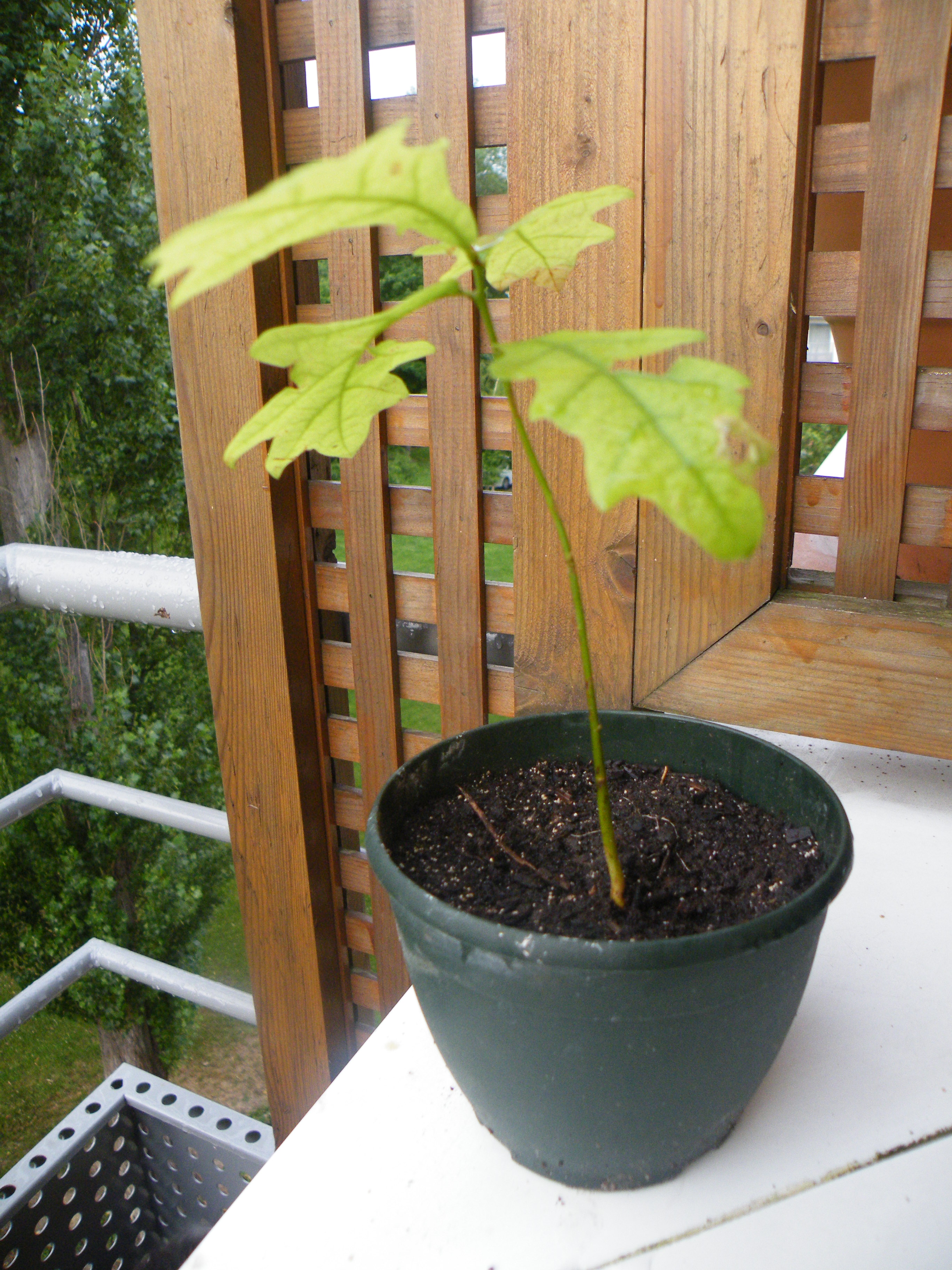 Ch&Atilde;&ordf;ne 01