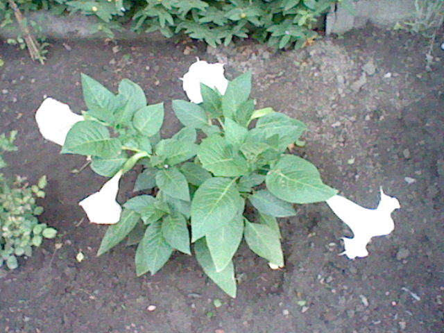 datura - Page 2 1207050925292134010066766