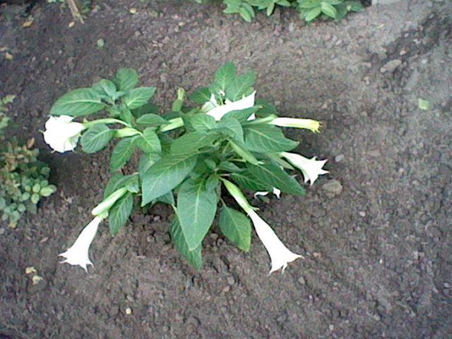 datura - Page 2 1207050932162134010066792