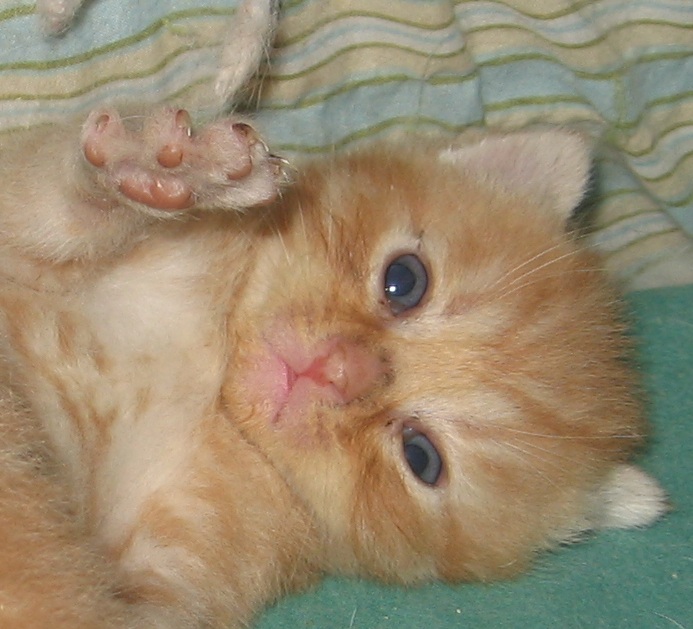 chaton red tabby tête