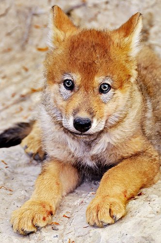 wolf7