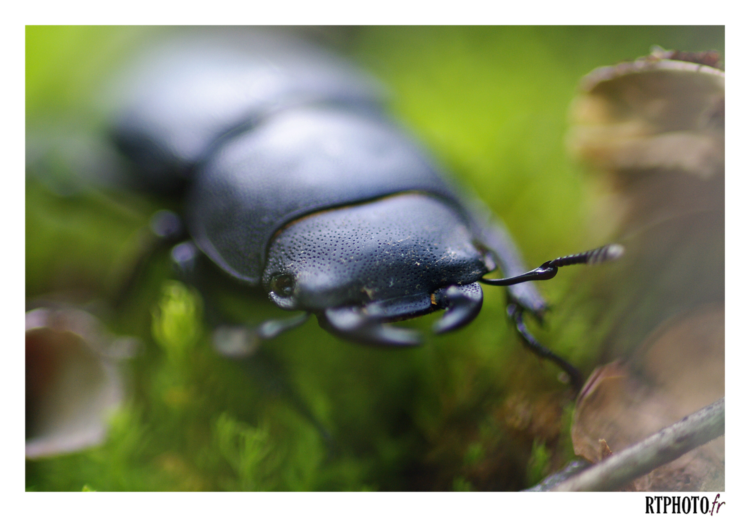 Une petite biche en macro  12071907192114299610122347