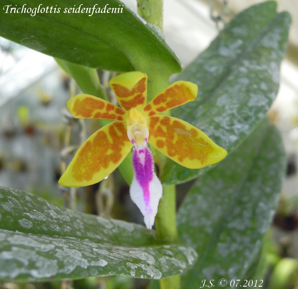 Trichoglottis seidenfadenii  2